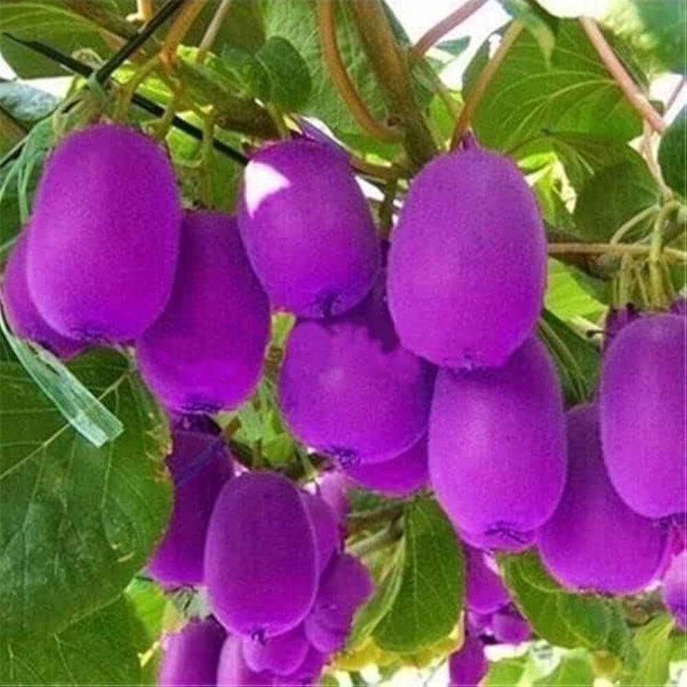 Purple Heart kiwi seeds producing exotic kiwi fruits with purple-tinted skin and vibrant green flesh, ideal for tropical-style gardens